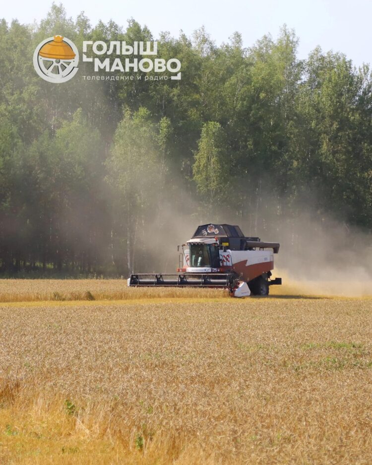 92,5 тысячи тонн зерна нового урожая собрали аграрии Голышмановского округа